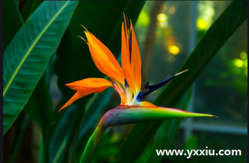 恭喜乔迁之礼 恭喜乔迁之礼