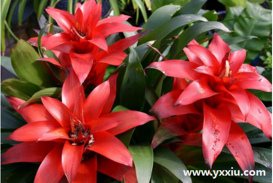 恭喜乔迁之礼 恭喜乔迁之礼